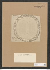 Campylodiscus bifurcatus A. Schm. (de-Toni-Nr.: Genus 57, Species 2483) Zeichnungen Sammlung Grunow Nr. 4990 (NHMW-BOT-W0373231)